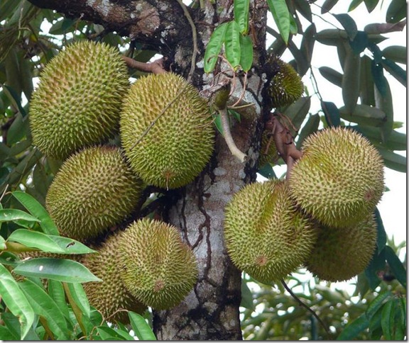 Об экзотических фруктах, которые можно найти на наших прилавках