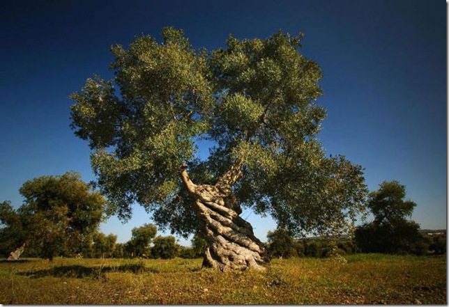Об экзотических фруктах, которые можно найти на наших прилавках