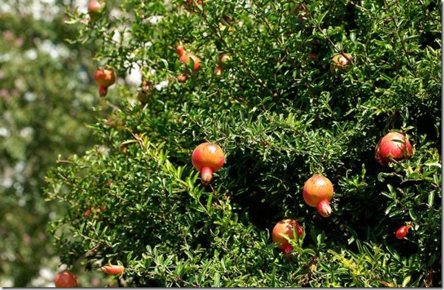 Об экзотических фруктах, которые можно найти на наших прилавках