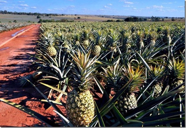 Об экзотических фруктах, которые можно найти на наших прилавках