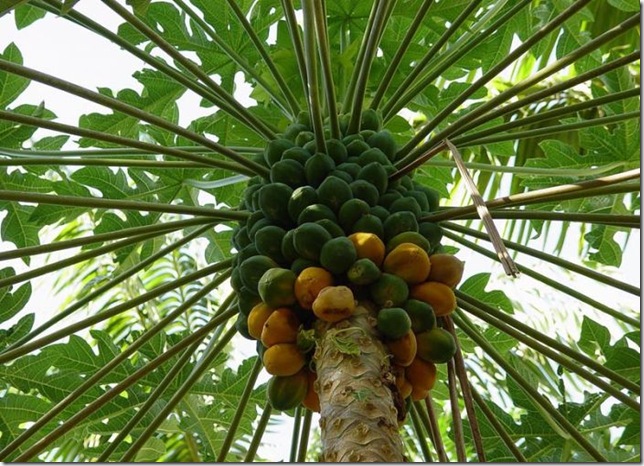 Об экзотических фруктах, которые можно найти на наших прилавках