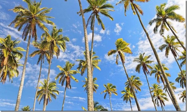 Об экзотических фруктах, которые можно найти на наших прилавках