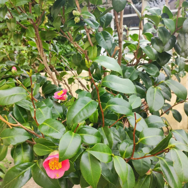 Посиделки на шезлонгах, самостоятельная уборка и классные экскурсии: отзыв об отдыхе в Сочи за 34 тысячи