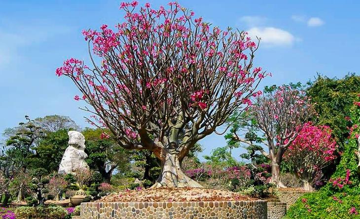 Сад миллионолетних камней в Паттайе