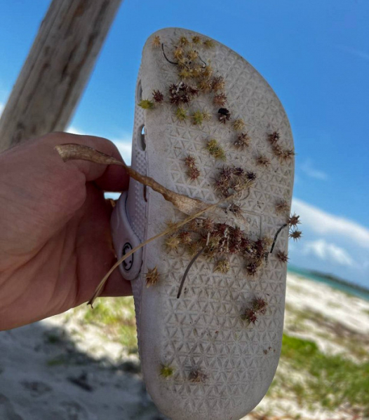 Воровство, блохи на пляже и «гладиаторские бои» за еду: шокирующий отзыв о Кубе