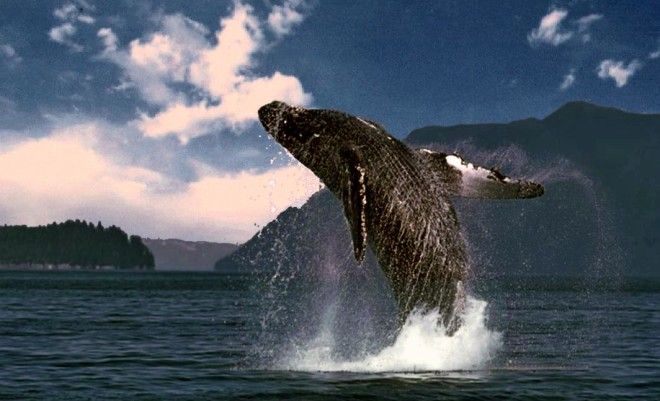 Животные, которые живут дольше 100 лет