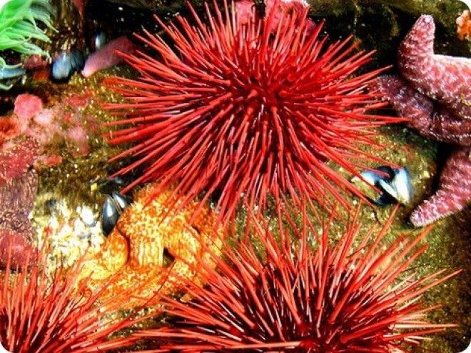 Животные, которые живут дольше 100 лет