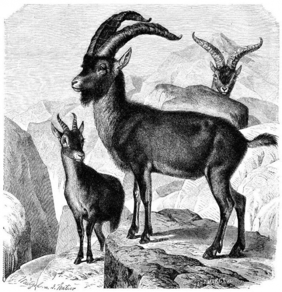 Животные, которых больше не существует по вине человека