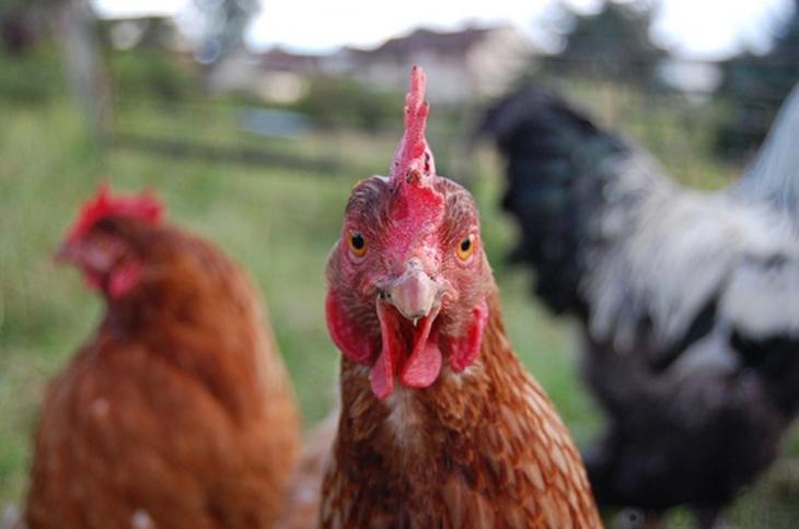 10 удивительных фактов о курах, которые вы не знали