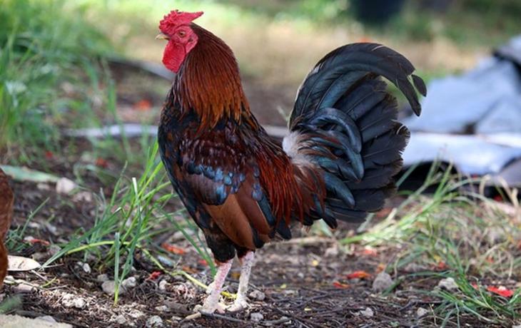 10 удивительных фактов о курах, которые вы не знали