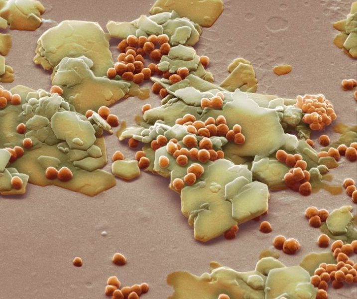 16 завораживающих фотографий из микромира, которые раскрывают знакомые вещи с необычной стороны