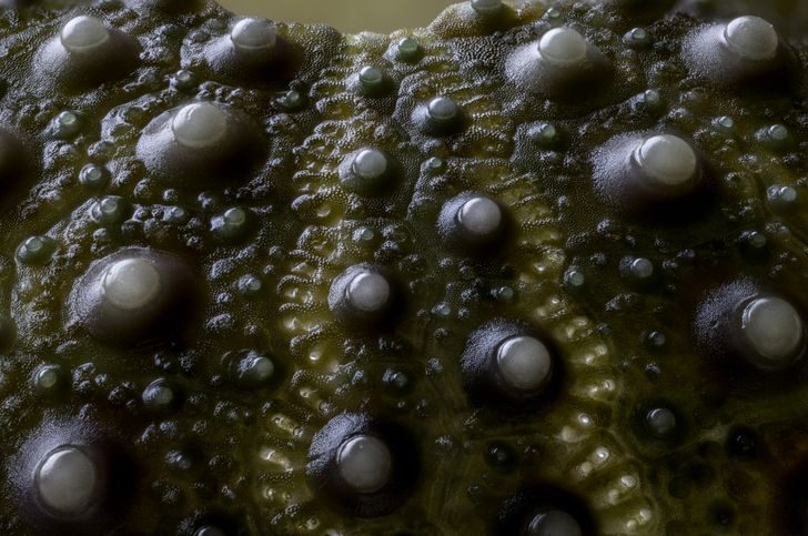 16 завораживающих фотографий из микромира, которые раскрывают знакомые вещи с необычной стороны