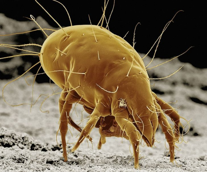 16 завораживающих фотографий из микромира, которые раскрывают знакомые вещи с необычной стороны