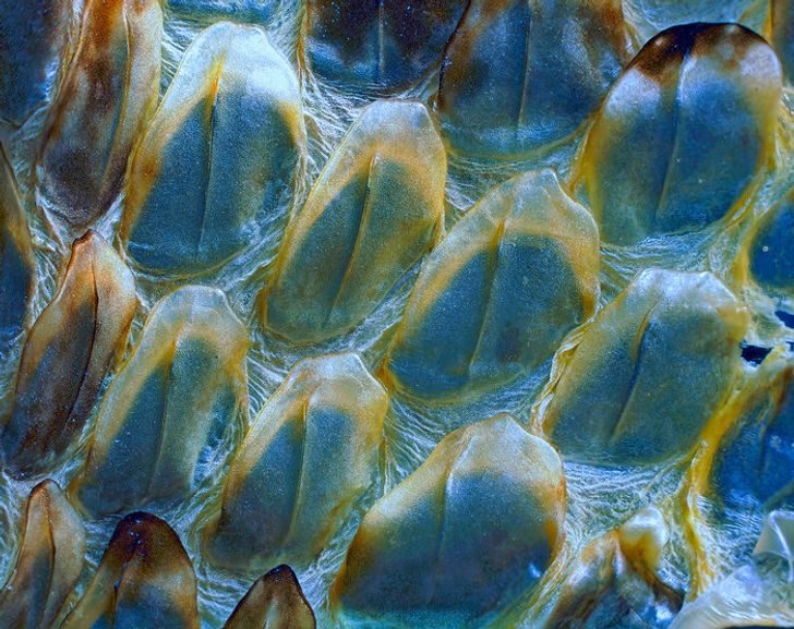 16 завораживающих фотографий из микромира, которые раскрывают знакомые вещи с необычной стороны