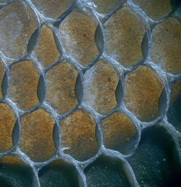 16 завораживающих фотографий из микромира, которые раскрывают знакомые вещи с необычной стороны