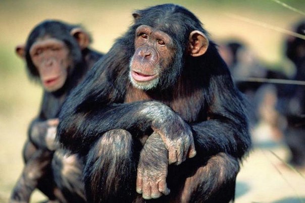 19 самых необычных «профессий» животных