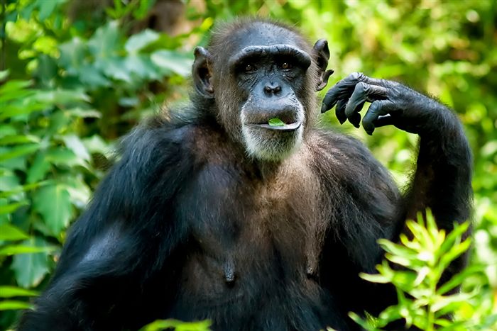 19 самых необычных «профессий» животных