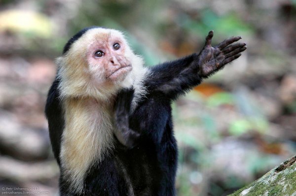 19 самых необычных «профессий» животных