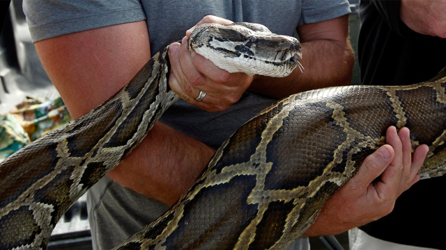 19 самых необычных «профессий» животных