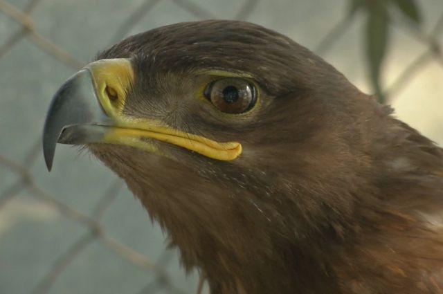 19 самых необычных «профессий» животных