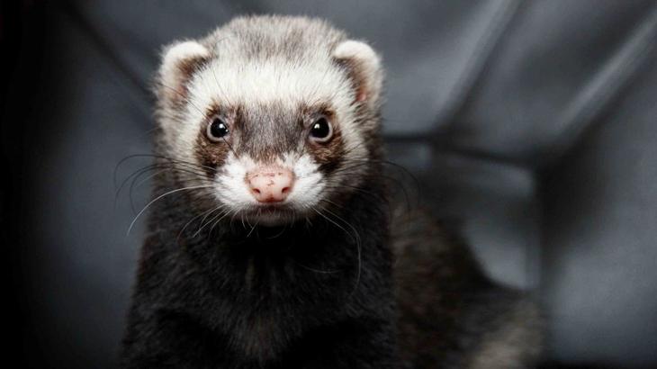 19 самых необычных «профессий» животных