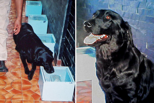 19 самых необычных «профессий» животных