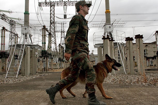 19 самых необычных «профессий» животных