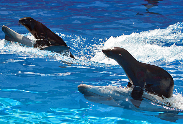 19 самых необычных «профессий» животных