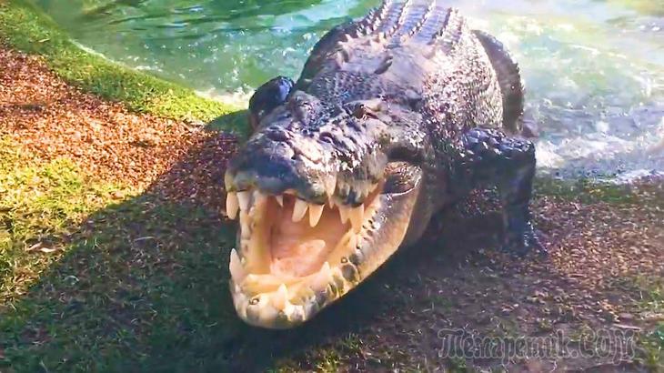 ДЕНЬ КРОКОДИЛА!