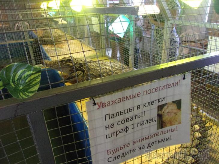 ДЕНЬ КРОКОДИЛА!