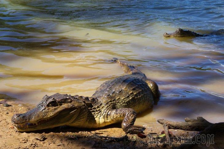 ДЕНЬ КРОКОДИЛА!