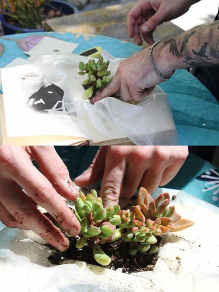 Как сделать из книги вазон для суккулентов