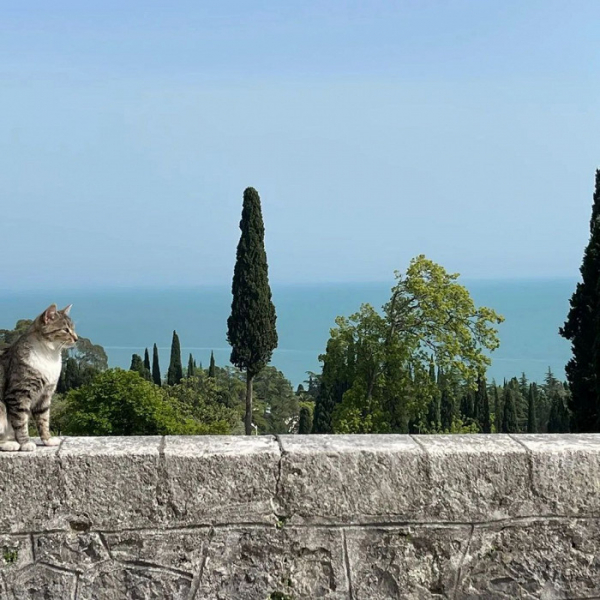 «Любите «тру» — приезжайте»: восторженный отзыв об Абхазии