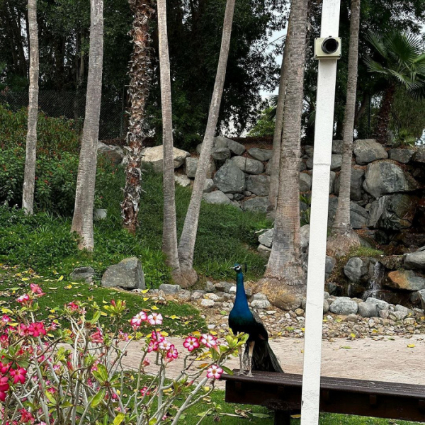 Недружелюбный персонал, сказочный пляж и обман с распродажами: отзыв о Дубае