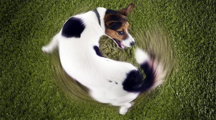 Подборка интересных фактов о собаках