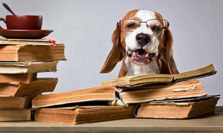 Подборка интересных фактов о собаках