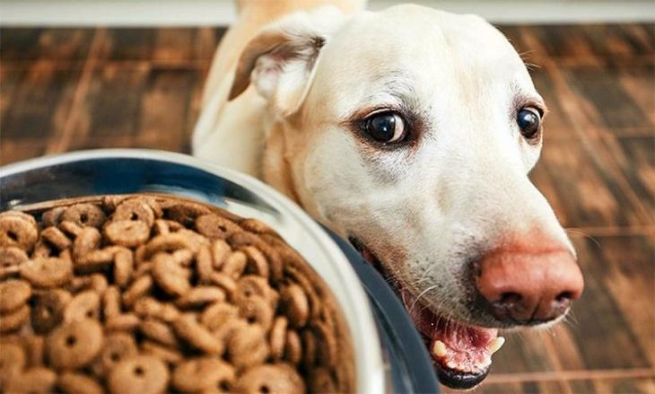 Подборка интересных фактов о собаках