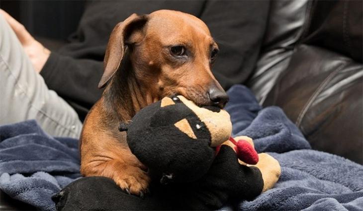 Подборка интересных фактов о собаках