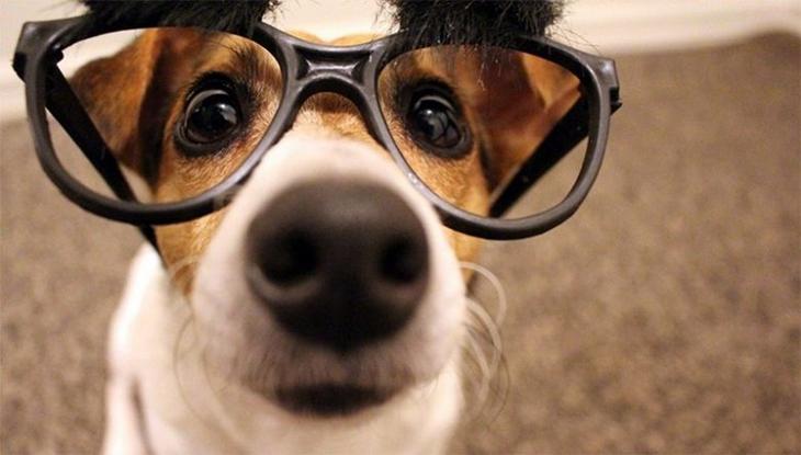 Подборка интересных фактов о собаках