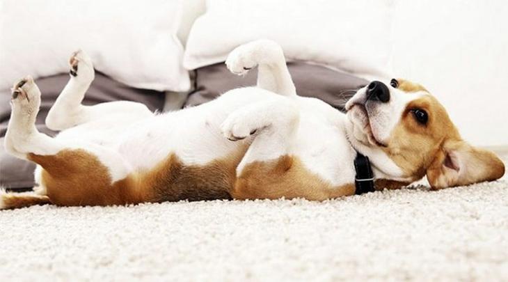 Подборка интересных фактов о собаках