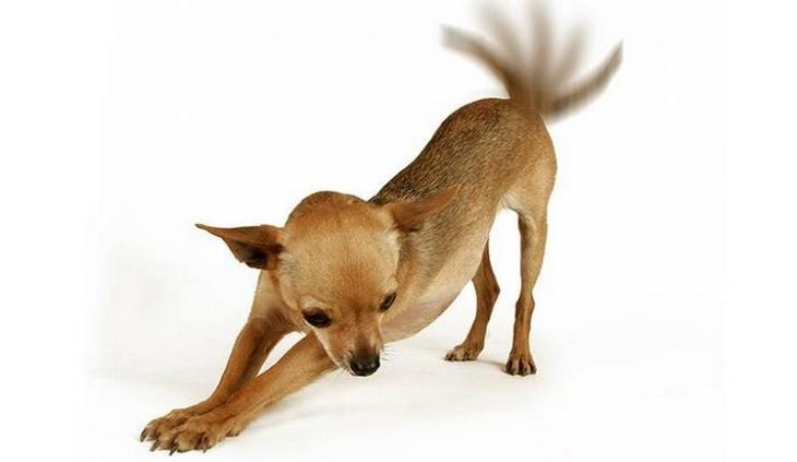 Подборка интересных фактов о собаках