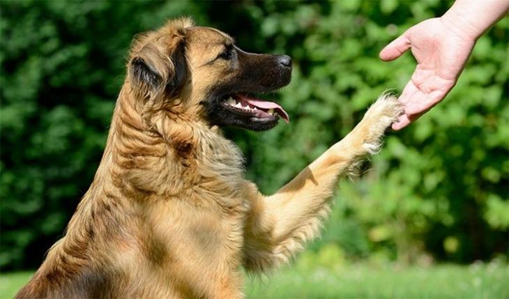 Подборка интересных фактов о собаках