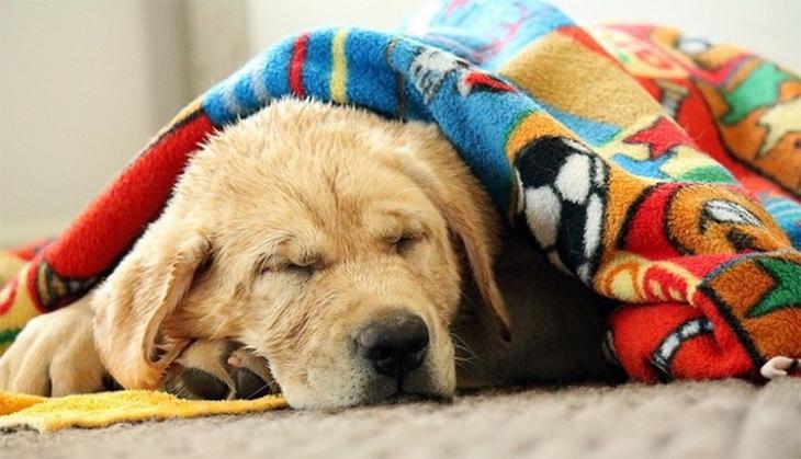 Подборка интересных фактов о собаках