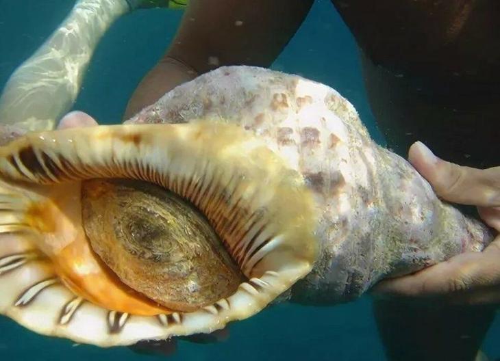 Рог тритона: смертоносная ракушка из серванта