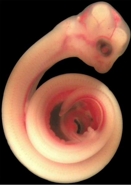 Так зарождается жизнь: потрясающие фотографии разных существ до их появления на свет