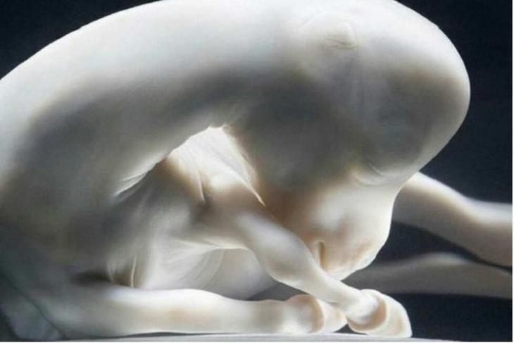 Так зарождается жизнь: потрясающие фотографии разных существ до их появления на свет