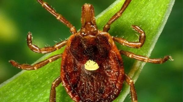 В США растет число случаев опасной аллергии на мясо, вызываемой укусом клеща
