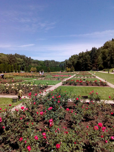 «Даже страшно представить, что это такое»: противоречивый отзыв о Кисловодске