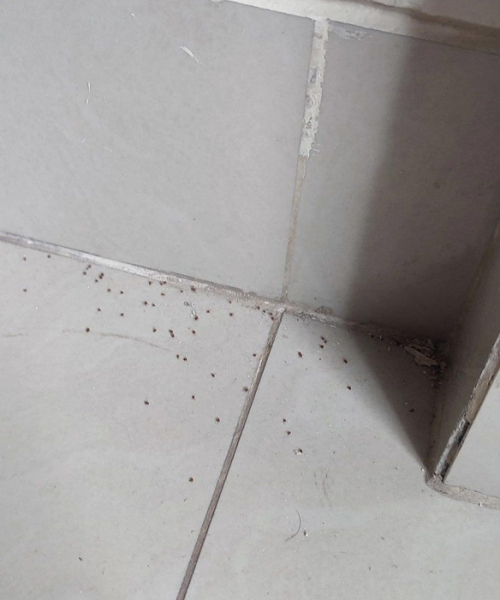 «Приходилось останавливаться, чтобы поплакать»: отрицательный отзыв об Индонезии