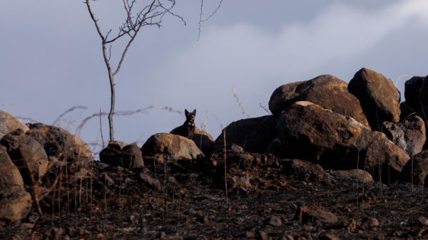 Пожары на Гавайских островах: число погибших возросло до 93, сгорела старая столица королевства
